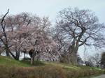 神指城跡（こうざしじょうあと）の桜kouzasijyou  acherry tree07.jpg